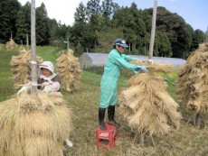 岩手県花泉での稲作実験収量比較のために田んぼごとに天日干しを実施