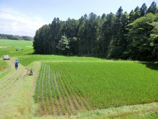 ３．１１の前の年に岩手県花泉でトウモロコシの活性炭を使った実験圃場