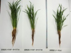 稲作でトウモロコシの活性炭を使った生育の比較