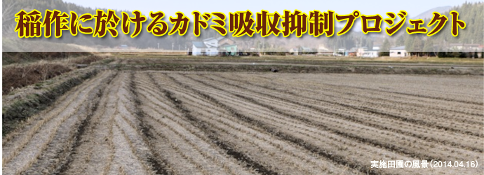 稲作に於けるカドミ吸収抑制プロジェクト 