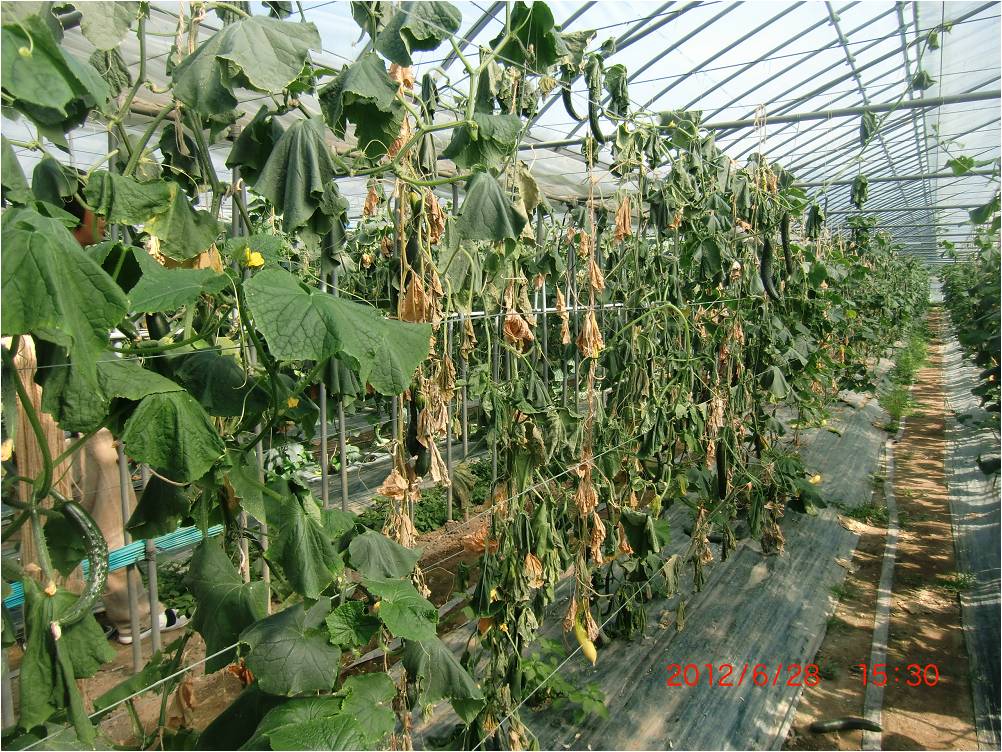 きゅうりのホモプシス根腐病発生圃場での使用事例 野菜通信 トリコデルマ菌と土壌改良活性炭の販売