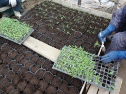 トマトの育苗床からポットへの移植作業