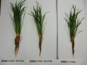 トウモロコシの活性炭による稲の育成比較