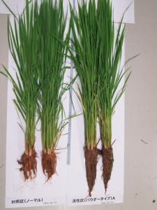 トウモロコシの活性炭による稲の育成比較（坪１ℓ投入）