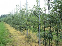 りんご　改植　トウモロコシの活性炭投入側