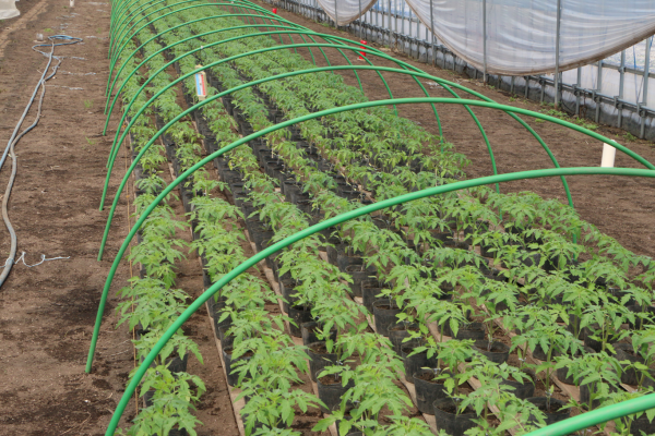 トマトの育苗にパウダータイプを使用した事例 野菜通信 トリコデルマ菌と土壌改良活性炭の販売