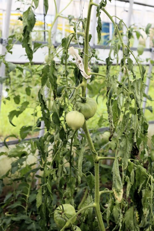 トマトの青枯れ病対策 野菜通信 トリコデルマ菌と土壌改良活性炭の販売