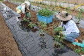 トマトの苗の定植