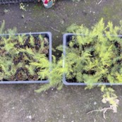 アスパラガスの育苗比較。左は培養土のみ。右は活性炭入り。