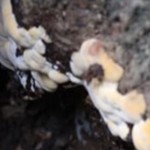 トリコデルマ菌でベッコウタケ対策　ソメイヨシノでの事例