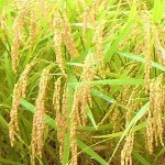 トウモロコシの活性炭　稲作