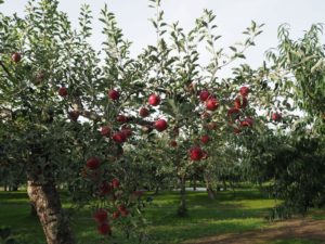 リンゴの樹