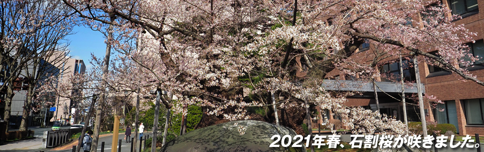 2021年春、石割桜が咲きました
