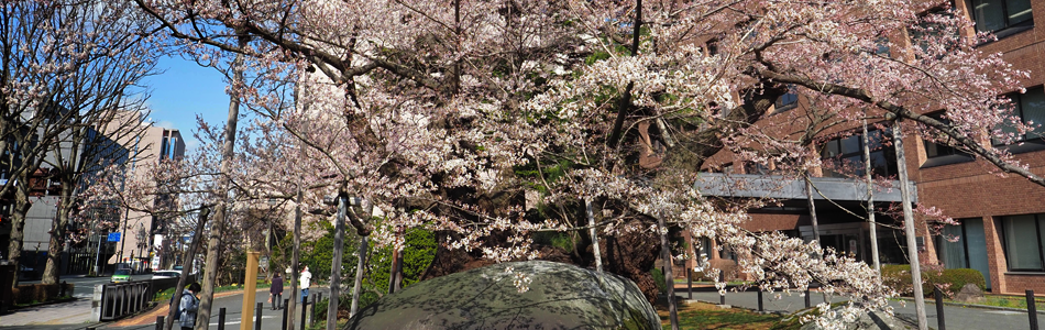 2021年春、石割桜が咲きました